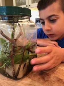 Kindergarten - study of animals and life cycles in science